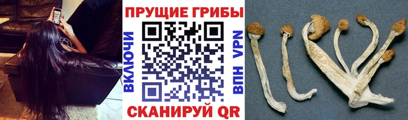 Галлюциногенные грибы Psilocybe  Артём 